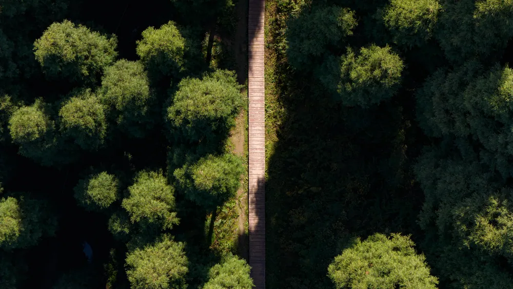 俯瞰茂密树林间笔直延伸的小道